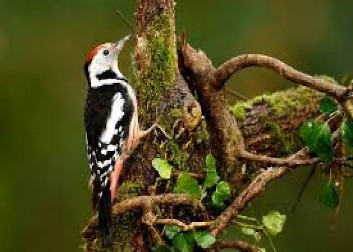 Rurales La Pikurutza *